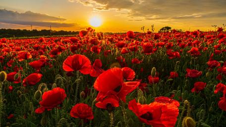 Vibrant Poppy Field at Sunset wallpaper