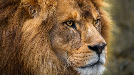 Lion wallpaper