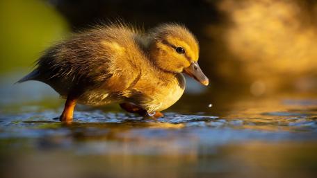 Duck wallpaper