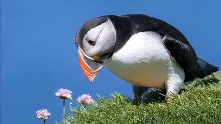 Puffin wallpaper