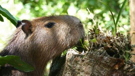 Capybara wallpaper