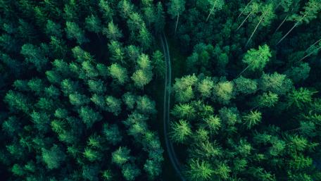 Serene Forest Road from Above wallpaper