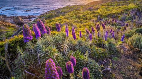 Vibrant Shoreline Blooms Amidst a Tranquil Sea wallpaper