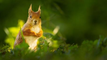 Squirrel wallpaper