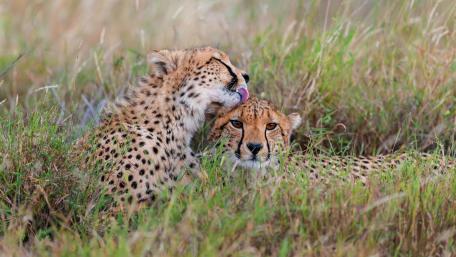 Cheetah Companionship in Nature's Embrace wallpaper