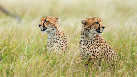 Majestic Cheetahs in Natural Habitat wallpaper