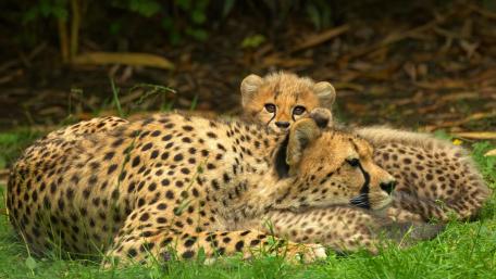 Cheetah Family Bonding Moments in Nature wallpaper