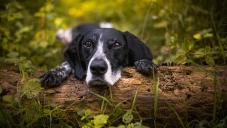 Loyal Companion in a Serene Landscape wallpaper