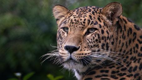 Majestic Leopard in Nature's Embrace wallpaper