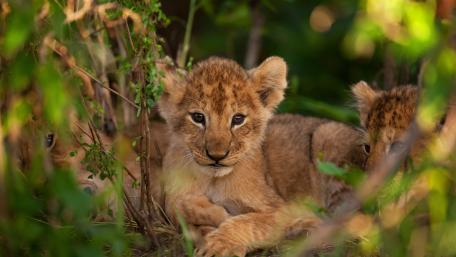 Adorable Lion Cub Among the Greenery wallpaper