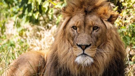 Majestic Lion in Natural Habitat wallpaper