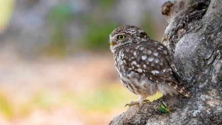 Majestic Owl Perched on Tree Branches wallpaper
