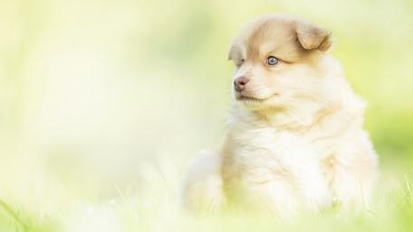 Adorable Puppy in Serene Nature Scene wallpaper