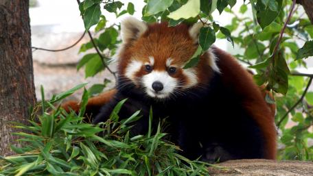 Adorable Red Panda Amidst Greenery wallpaper