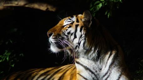 Majestic Tiger in Natural Light wallpaper