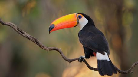 Colors of the Jungle with a Spectacular Toucan Bird Wallpaper wallpaper