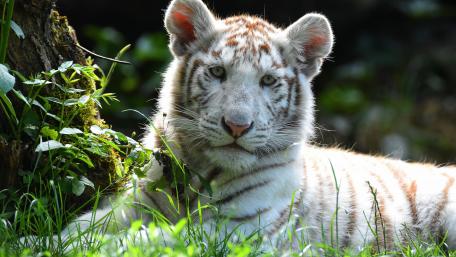 Majestic White Tiger in Nature's Embrace wallpaper