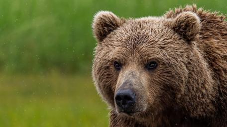 Majestic Grizzly Bear in Nature’s Embrace wallpaper