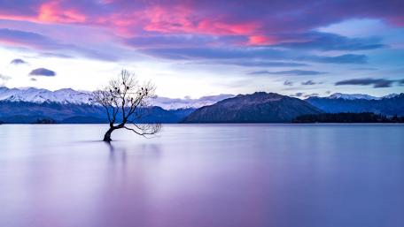 Wanakatree wallpaper