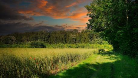 Serene Summer Field Under Evening Sky wallpaper