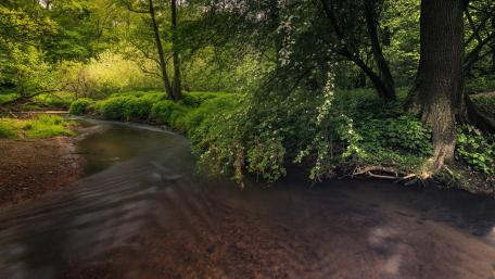 Serene Green River in Lush Forest Setting wallpaper
