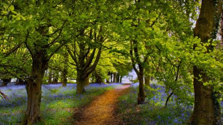 Serene Forest Pathway in Springtime Beauty wallpaper