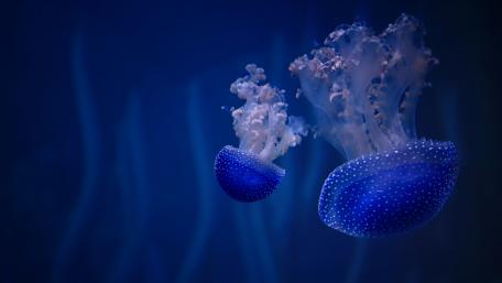 White spotted jellyfish wallpaper
