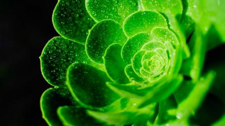 Vibrant Succulent Beauty on a Dark Canvas wallpaper