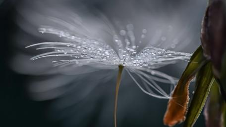 dandelion flower wallpaper