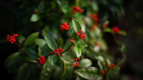red elderberries wallpaper