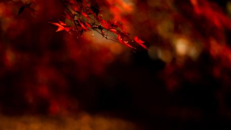 Vibrant Autumn Maple Leaves Wallpaper wallpaper