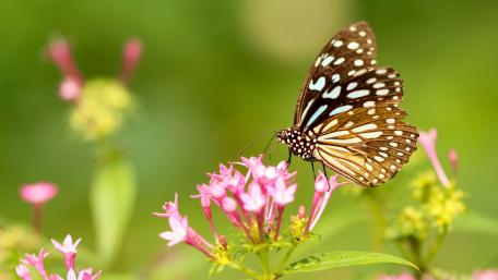 Blue tiger butterfly wallpaper