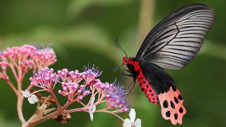 Batwing butterfly wallpaper