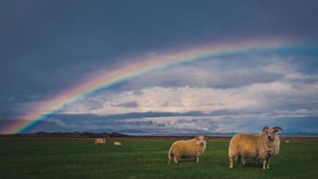 Serene Sheep Under a Colorful Rainbow wallpaper
