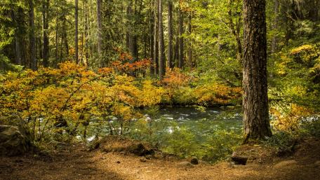 Autumn Serenity in a Forest River Scene wallpaper