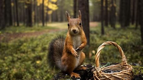 Charming Squirrel in a Woodland Basket Scene wallpaper