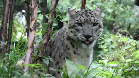 Majestic Snow Leopard in Its Natural Habitat wallpaper