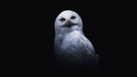 Majestic Snowy Owl on Black Background wallpaper