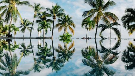 Tranquil Palms by the Water's Edge wallpaper
