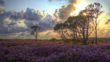 Serene Tree Landscape in a Flower Field wallpaper
