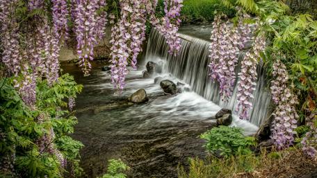 Serene Wisteria Waterfall in Springtime Glow wallpaper