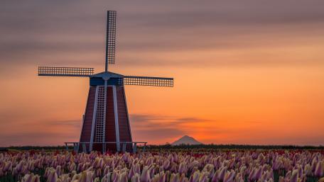 Charming Windmill Amidst Tulip Fields at Sunset wallpaper