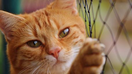 Vibrant Red Tabby Cat Close-Up Wallpaper wallpaper