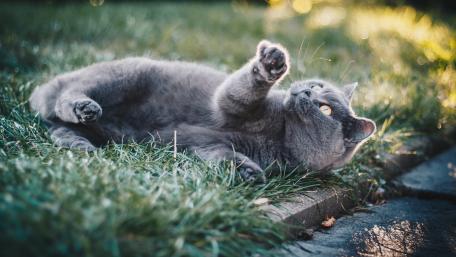 Charming Russian Blue Cat Relaxing Outdoors wallpaper
