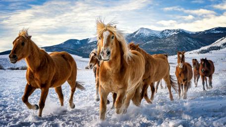 Running horses wallpaper