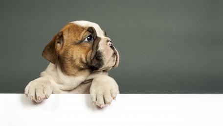 Adorable Bulldog Puppy in 4K Quality Wallpaper wallpaper