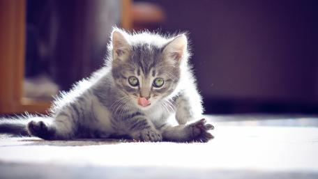 Adorable Kitten Stretching in Sunlight wallpaper