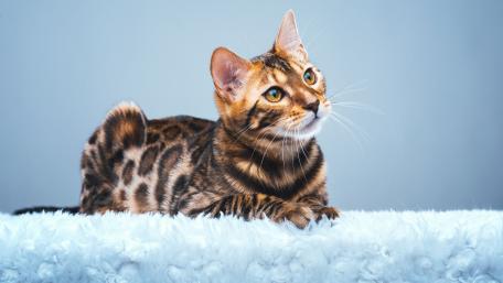 Bengal Cat Relaxing on Soft Surface wallpaper
