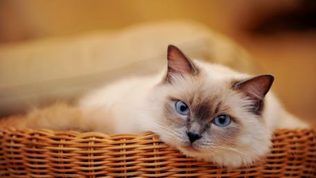 Peaceful Ragdoll Cat in a Cozy Basket wallpaper