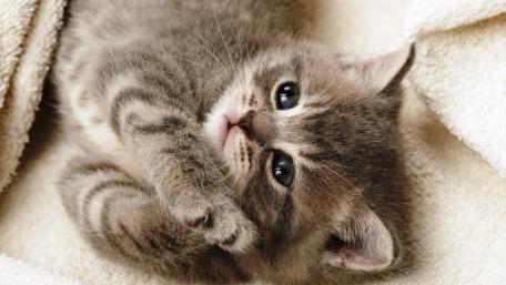 Adorable Kitten Snuggling Cozy Warmth wallpaper